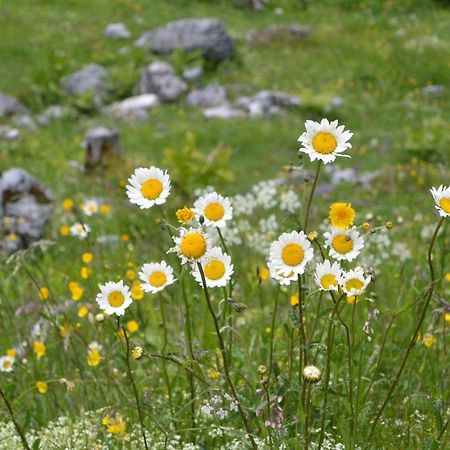 Apartament Gloesalm Ramsau am Dachstein Zewnętrze zdjęcie